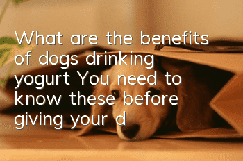 What are the benefits of dogs drinking yogurt? You need to know these before giving your dog yogurt