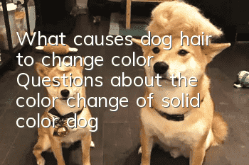 What causes dog hair to change color? Questions about the color change of solid color dog hair