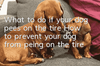 What to do if your dog pees on the tire How to prevent your dog from peing on the tire