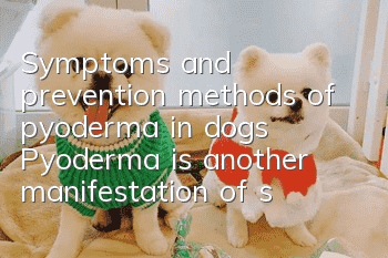 Symptoms and prevention methods of pyoderma in dogs Pyoderma is another manifestation of skin disease