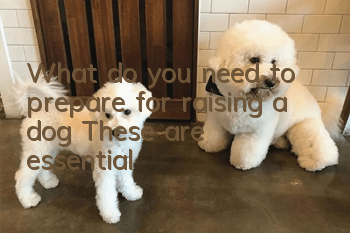 What do you need to prepare for raising a dog? These are essential