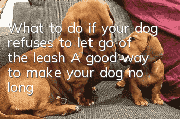 What to do if your dog refuses to let go of the leash? A good way to make your dog no longer resist the leash.