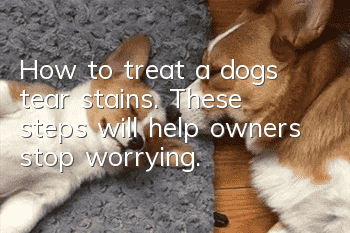 How to treat a dog’s tear stains. These steps will help owners stop worrying.