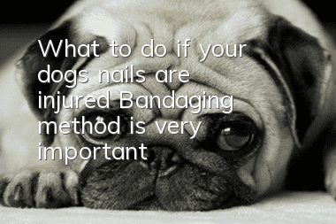 What to do if your dog’s nails are injured? Bandaging method is very important