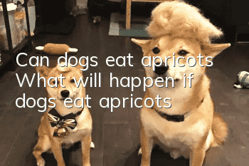 Can dogs eat apricots? What will happen if dogs eat apricots?