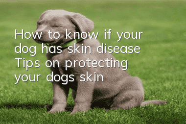 How to know if your dog has skin disease? Tips on protecting your dog’s skin