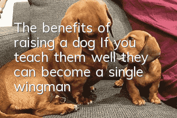 The benefits of raising a dog: If you teach them well, they can become a single wingman