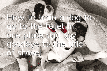 How to train a dog to go to the toilet in one place and say goodbye to the title of shoveling poop