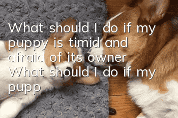 What should I do if my puppy is timid and afraid of its owner? What should I do if my puppy is timid and hides everywhere?