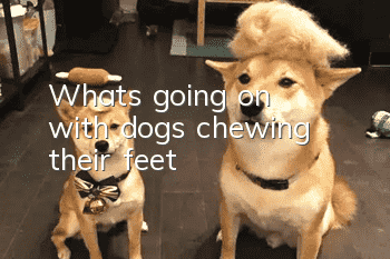 What's going on with dogs chewing their feet?