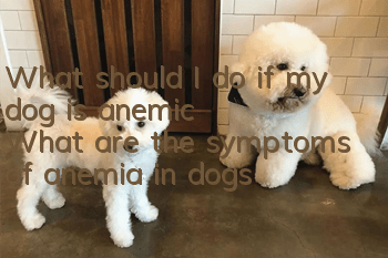What should I do if my dog is anemic? What are the symptoms of anemia in dogs?