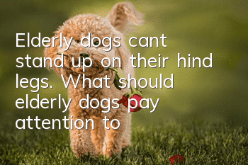 Elderly dogs can’t stand up on their hind legs. What should elderly dogs pay attention to?
