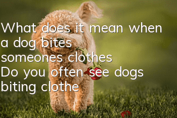 What does it mean when a dog bites someone’s clothes? Do you often see dogs biting clothes?