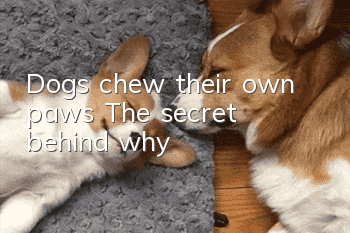 Dogs chew their own paws: The secret behind why