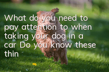 What do you need to pay attention to when taking your dog in a car? Do you know these things?