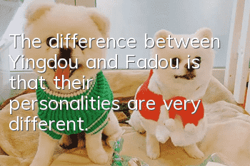 The difference between Yingdou and Fadou is that their personalities are very different.
