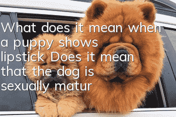 What does it mean when a puppy shows lipstick? Does it mean that the dog is sexually mature?