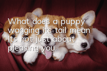 What does a puppy wagging its tail mean? It’s not just about pleasing you.