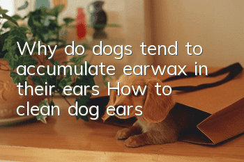 Why do dogs tend to accumulate earwax in their ears? How to clean dog ears