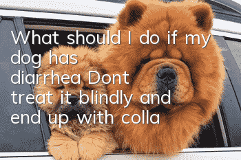 What should I do if my dog has diarrhea? Don’t treat it blindly and end up with collapse!