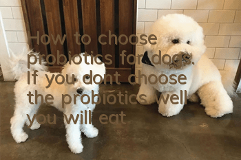 How to choose probiotics for dogs. If you don’t choose the probiotics well, you will eat them in vain!