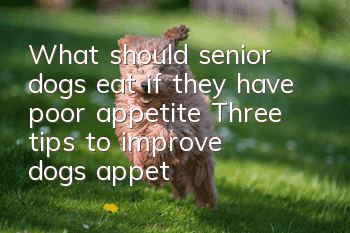 What should senior dogs eat if they have poor appetite? Three tips to improve dogs’ appetite