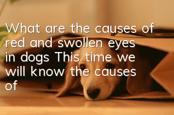 What are the causes of red and swollen eyes in dogs? This time we will know the causes of red eyes in dogs.