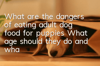 What are the dangers of eating adult dog food for puppies? What age should they do and what they should eat!