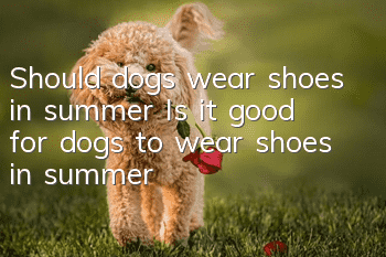 Should dogs wear shoes in summer? Is it good for dogs to wear shoes in summer?