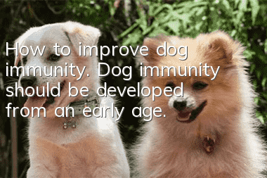 How to improve dog immunity. Dog immunity should be developed from an early age.