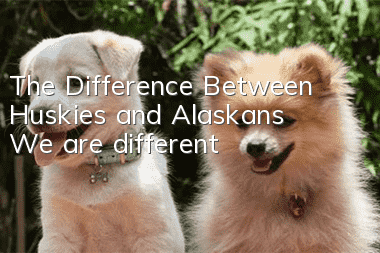 The Difference Between Huskies and Alaskans We are different!