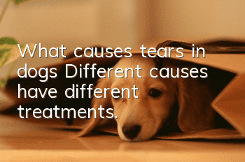 What causes tears in dogs? Different causes have different treatments.