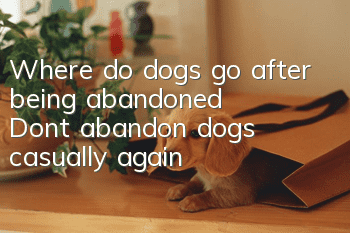 Where do dogs go after being abandoned? Don’t abandon dogs casually again!