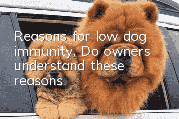 Reasons for low dog immunity. Do owners understand these reasons?