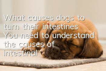 What causes dogs to turn their intestines? You need to understand the causes of intestinal turn!