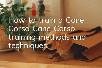 How to train a Cane Corso? Cane Corso training methods and techniques!