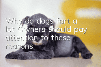 Why do dogs fart a lot? Owners should pay attention to these reasons