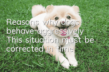 Reasons why dogs behave aggressively This situation must be corrected in time!