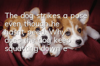The dog strikes a pose even though he hasn’t peed. Why does the dog keep squatting down even though he hasn’t peed?