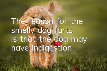 The reason for the smelly dog farts is that the dog may have indigestion