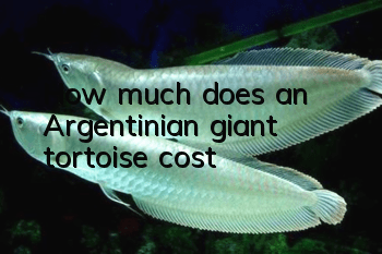 How much does an Argentinian giant tortoise cost?