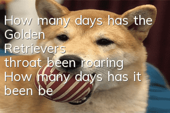 How many days has the Golden Retriever's throat been roaring? How many days has it been before you even think of asking?