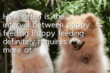 How often is the interval between puppy feeding? Puppy feeding definitely requires more attention!