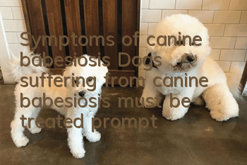 Symptoms of canine babesiosis Dogs suffering from canine babesiosis must be treated promptly!