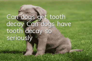 Can dogs get tooth decay? Can dogs have tooth decay so seriously?