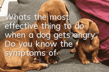 What’s the most effective thing to do when a dog gets angry? Do you know the symptoms of a dog getting angry?