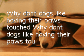 Why don’t dogs like having their paws touched? Why don’t dogs like having their paws touched by you?