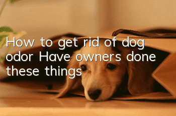 How to get rid of dog odor? Have owners done these things?
