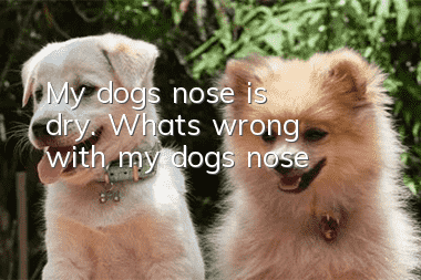 My dog’s nose is dry. What’s wrong with my dog’s nose?