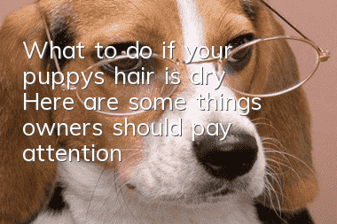 What to do if your puppy’s hair is dry? Here are some things owners should pay attention to